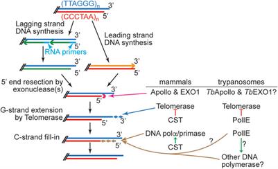 Telomere maintenance in African trypanosomes